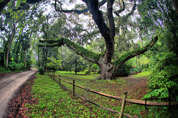 Secession Oak, Birthplace of Civil War